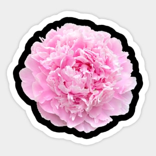 Pretty Pink Peony Flower for your Hydro Flask Sticker